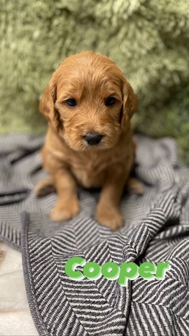 Cooper - 3 weeks