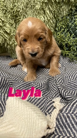 Layla - 3 weeks