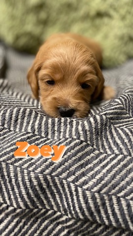 Zoey - 3 weeks -