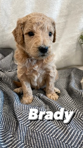 Brady - 4 weeks