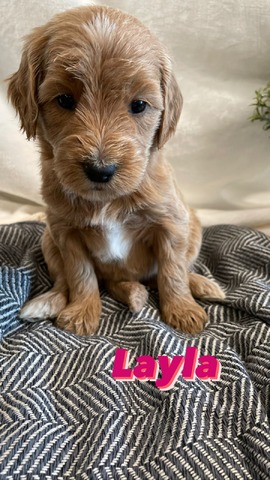 Layla - 4 weeks