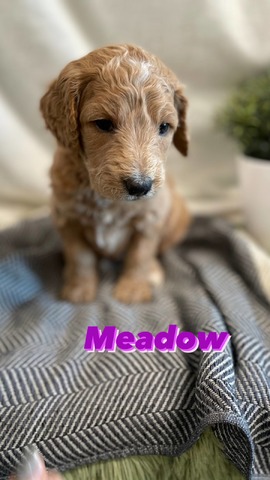 Meadow - 4 weeks