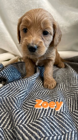 Zoey - 4 weeks