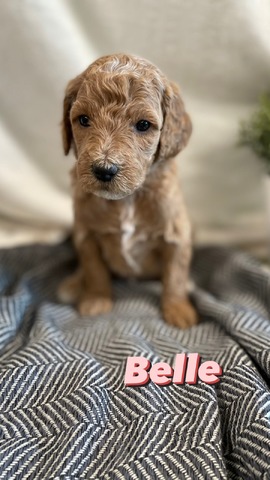 Belle - 4 weeks