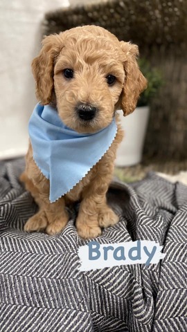 Brady - 5 weeks