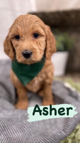 Asher - 5 weeks