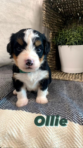 Ollie - 3 weeks (Green Collar)