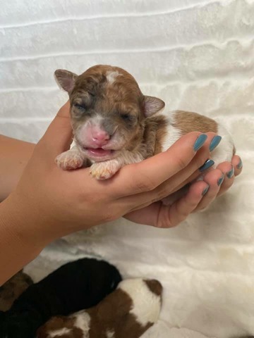 Riley - 1 week