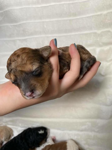 Hope - 1 week