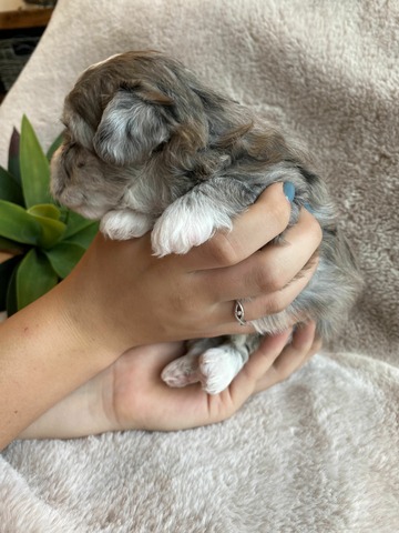 Bernadette - 3 week