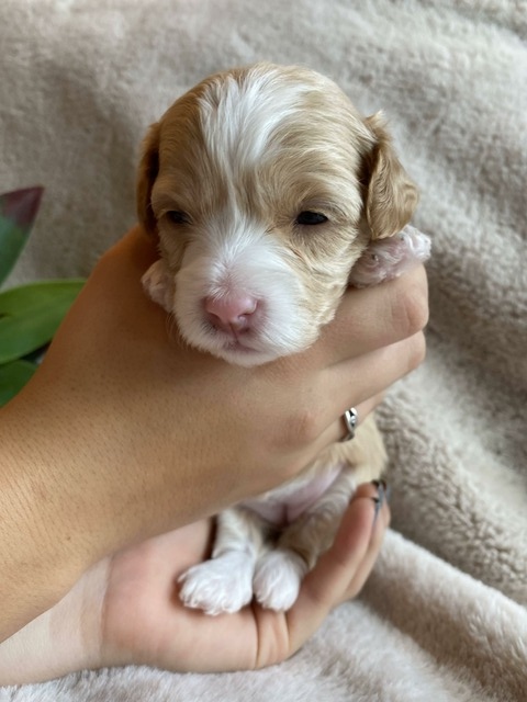 Luna - 3 weeks