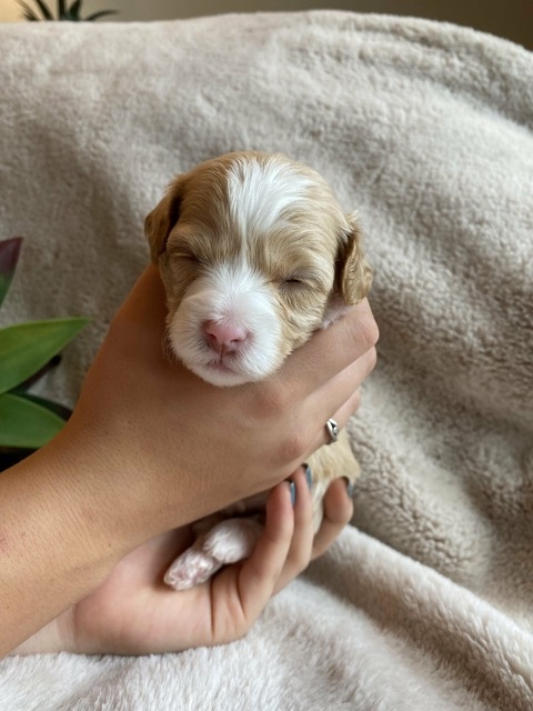 Luna - 3 weeks