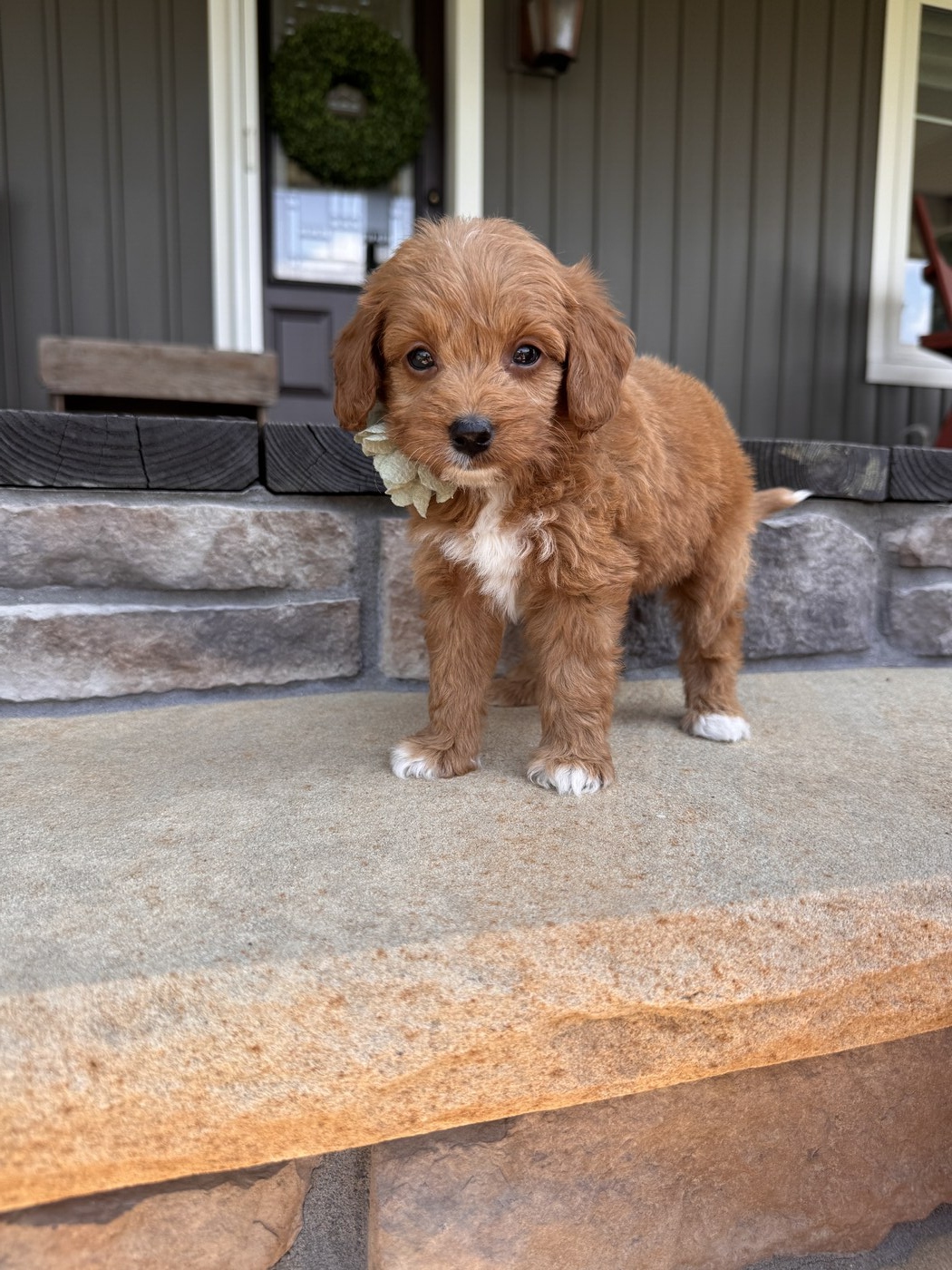 Zara- 6 weeks 