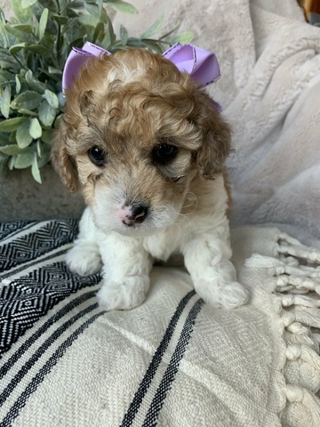Riley - 6 weeks, Vet Check, A+