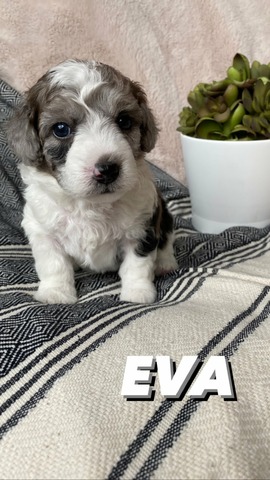 Eva - 4 weeks
