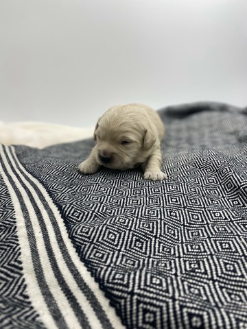 Bear- 10 Days Old