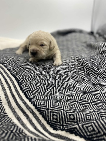 Bear- 10 Days Old