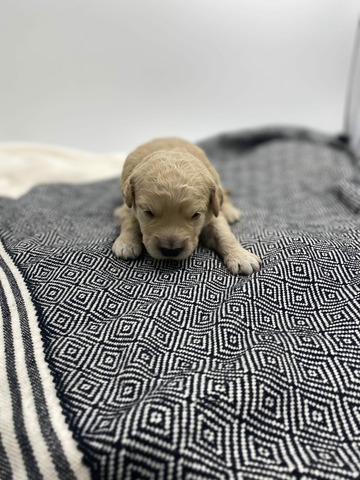 Duke -10 days old