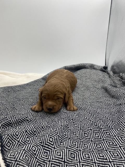 Penny - 10 days