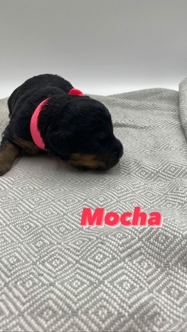 Mocha (Female) - 1 week