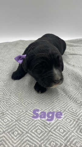 Sage (Female)- 1 week