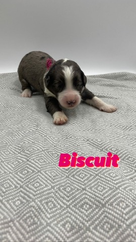 Biscuit (Female)- 1 week