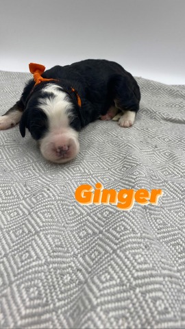 Ginger (Female) - 1 week