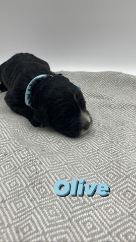 Olive (Female)- 1 week