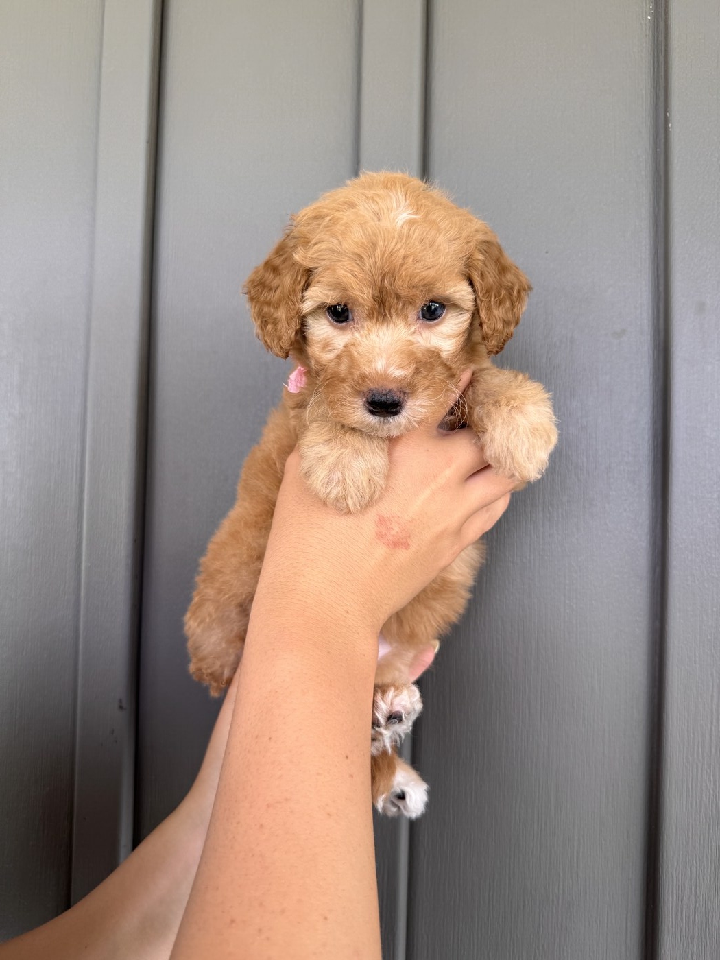 Lennon - 6 weeks 