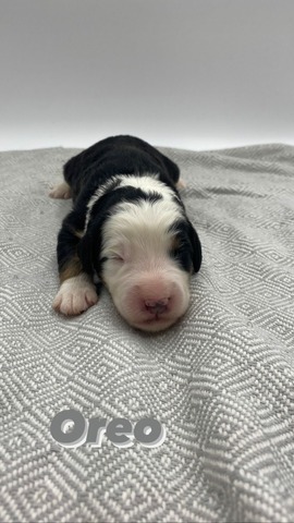 Oreo (Male) - 1 week