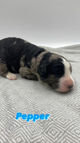 Pepper (Male) - 1 week