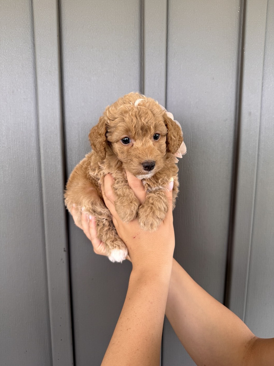 Laya - 6 weeks 