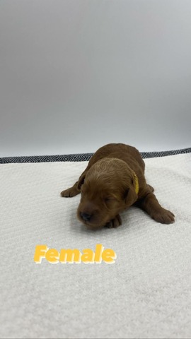 Female (Yellow Collar) - 6 days