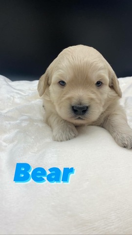 Bear - 3 weeks!