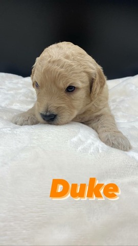 Duke - 3 weeks!