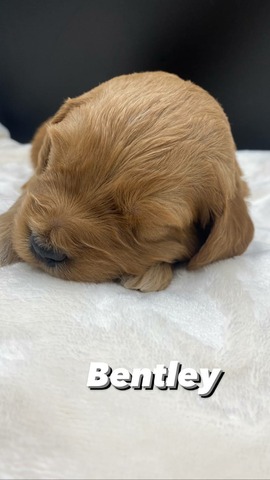 Bentley - 3 weeks