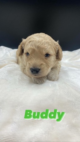 Buddy - 3 weeks