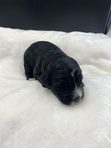 Olive-3wks