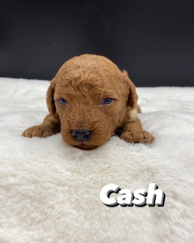 Mr Cash - 2 weeks old!