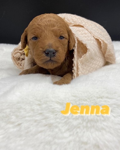 Miss Jenna - 2 weeks old!