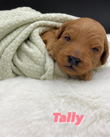 Miss Tally - 2 weeks old!