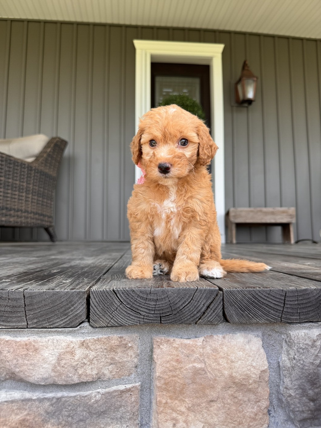 Lennon - 6 weeks 