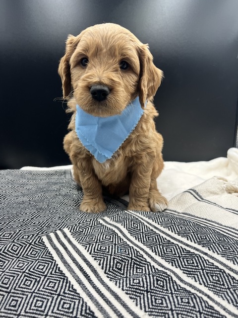 Bentley 5wks