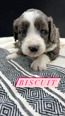 Biscuit - 4 weeks
