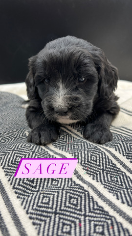 Sage - 4 weeks