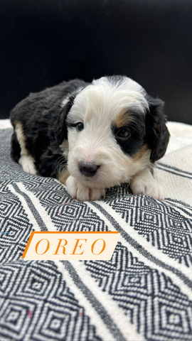 Oreo - 4 weeks