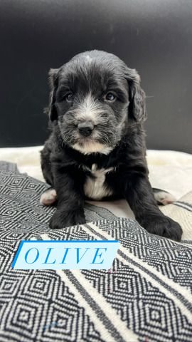 Olive - 4 weeks