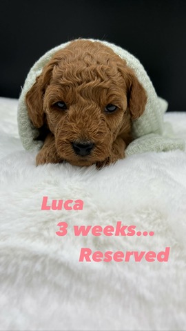 Luca - 3 weeks