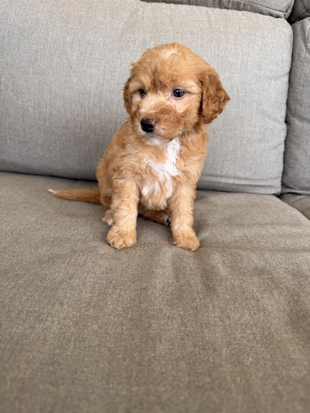 Lennon - 6 weeks 