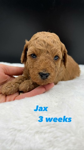 Jax 3 wks